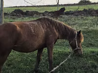 घोड़ी, Azerbaijan horse — फ़ोटो 2