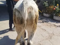 ثور, Ukrainian grey cattle — الصورة 1