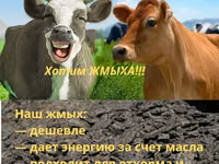 Жмых подсолнечный ракушка — 照片 2