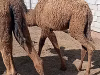 Тэмээ (бүлэг, хүйс заагаагүй), Kazakh Bactrian camel — 7 зураг