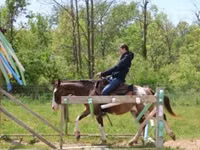 घोड़ा, Pinto horses — फ़ोटो 4