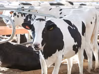Vaca, Swiss cattle — foto 6