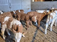 公牛, Cattle — 照片 1
