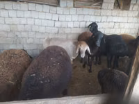 Ram, Blackheaded Persian sheep — photo 7