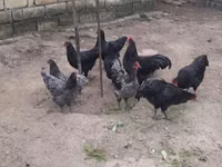 Australian Pit Game fowl — photo 1