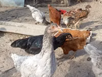 Chickens — photo 2