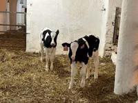 Bulle, Holstein-Rasse — Foto 2