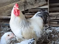 Brahma — photo 2