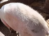 Cerdos (lote, sexo no especificado) — foto 2