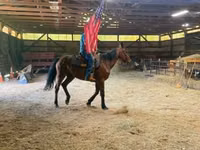 Horse (M), Standardbred — photo 2