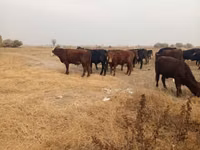 公牛, Swiss cattle — 照片 4