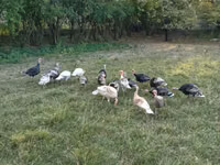 Turkeys — फ़ोटो 2