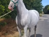 母马, Lipizzaner — 照片 6