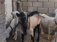 تيس, Alpine goat — الصورة 3
