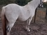 Yegua, Caballos — foto 2