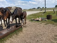 घोड़ी, Horse breed — फ़ोटो 3