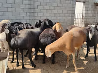 公羊, Sheep — 照片 3