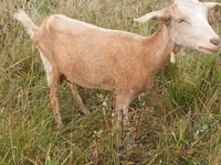 Goat, Goats — photo 3