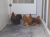 Pekin-Zwerg — Foto 4