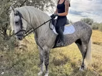 घोड़ा, Andalusian horse — फ़ोटो 4