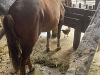 Yegua, Caballos — foto 3