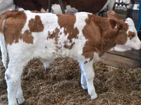 公牛, Simmental cattle — 照片 3