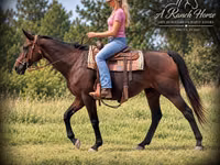 घोड़ी, Quarter Horse — फ़ोटो 4