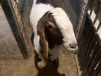 Billy Goat, Kamori goats — photo 2