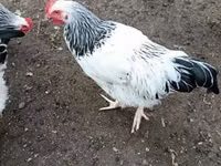 ससेक्स — फ़ोटो 1