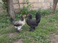 Japanese Bantam — photo 1