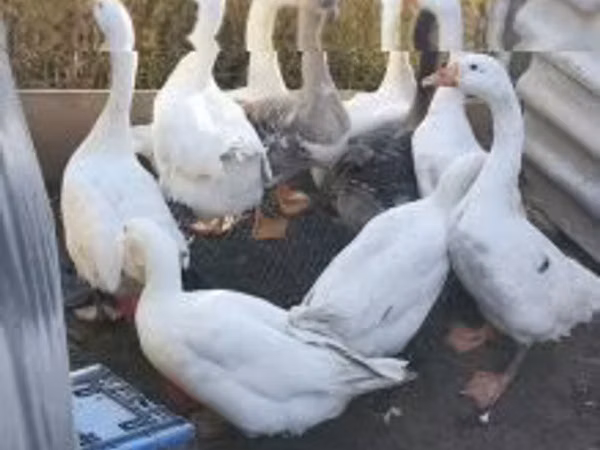 Geese