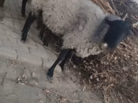 Oveja, Romanov sheep — foto 2