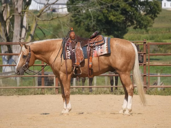 Caballo, Quarter Horse