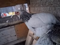 Brahma — photo 3
