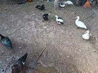 Ducks — Foto 4