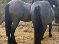 母马, Horses — 照片 1