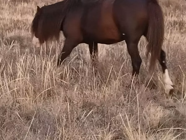 घोड़ा, Kazakh horse