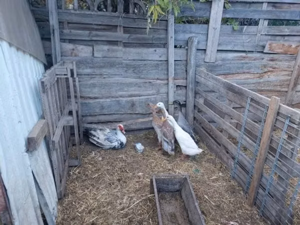 Ducks