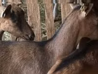 भेड़, Alpines Steinschaf sheep — फ़ोटो 2