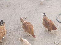 نورث هولاند بلو — الصورة 1