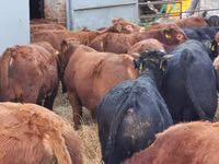 公牛, Simmental cattle — 照片 7