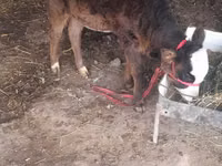 Cow, Cattle — photo 3