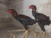 Australian Pit Game fowl — photo 4