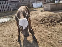 Bovinos (lote, sexo no especificado), Brown Latvian — foto 5