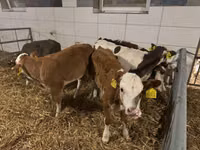 母牛, Russian Black pied cattle — 照片 2
