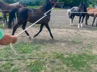 Caballo, Hucul pony — foto 2