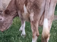 母牛, Azerbaijani zebu — 照片 2