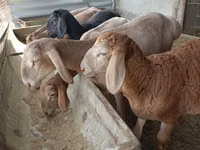 भेड़, Arashan sheep — फ़ोटो 6