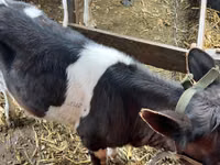 Cow, Russian Black pied cattle — photo 3