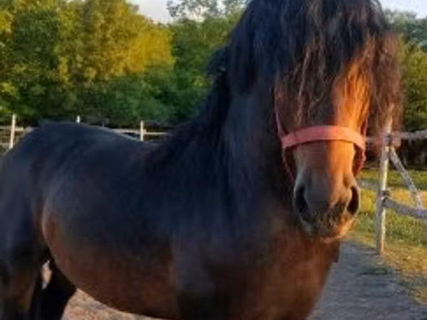 Адуу, Hungarian horse breed